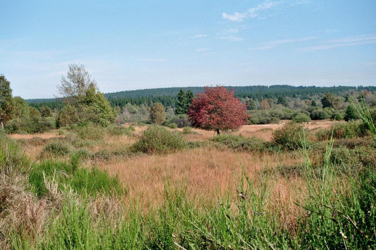 Zum alten Landrat Monschau Exterior foto